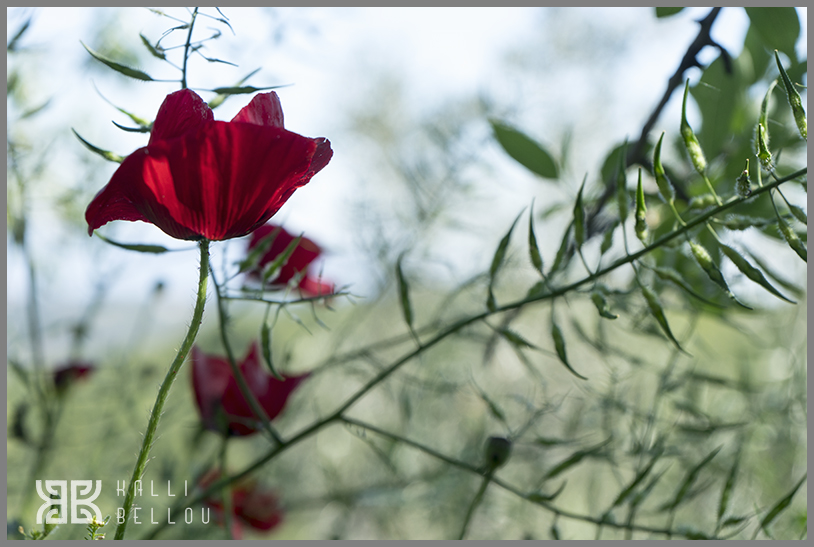 � Kalli Bellou / www.kallibellou.com